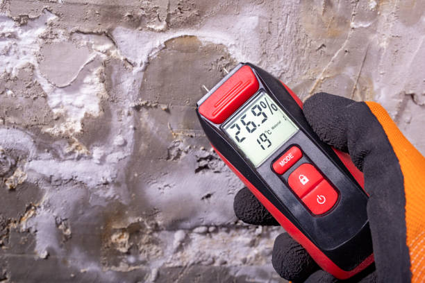 Best Mold Damage Repair  in Colorado City, AZ