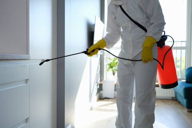 Best Toxic Mold Removal  in Colorado City, AZ