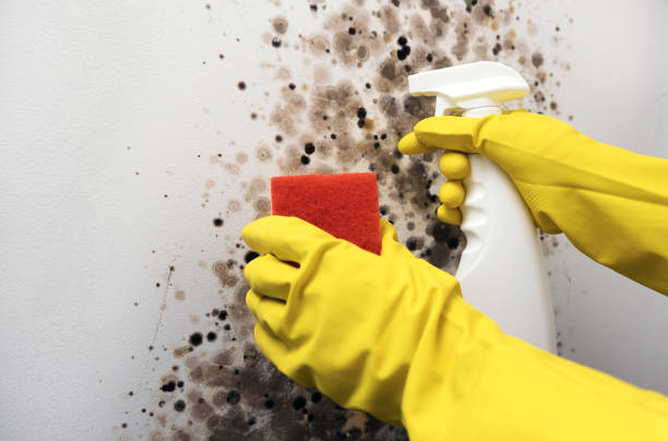 Mold Removal and Inspection in Colorado City, AZ