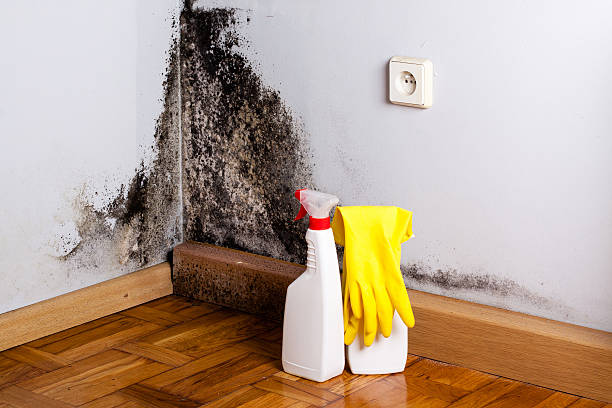 Best Local Mold Removal Service  in Colorado City, AZ