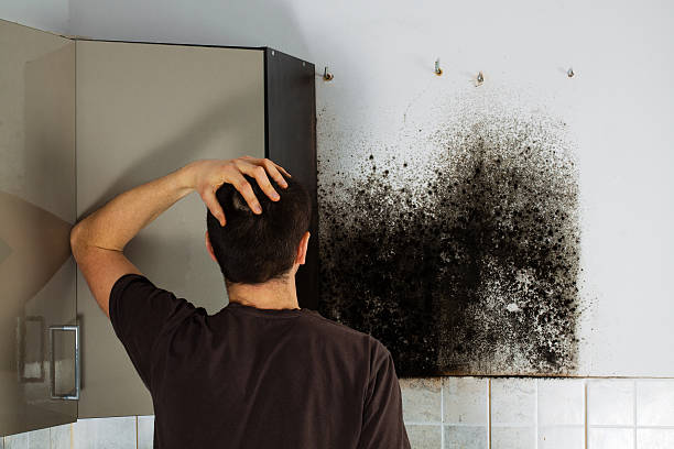 Best Crawl Space Mold Removal  in Colorado City, AZ