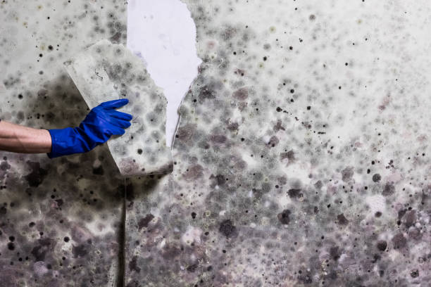 Best Best Mold Removal Companies  in Colorado City, AZ