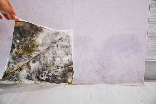 Best Same-Day Mold Removal  in Colorado City, AZ